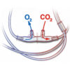 ETCO2 Sampling Line, Oral/Nasal, Salter Labs,